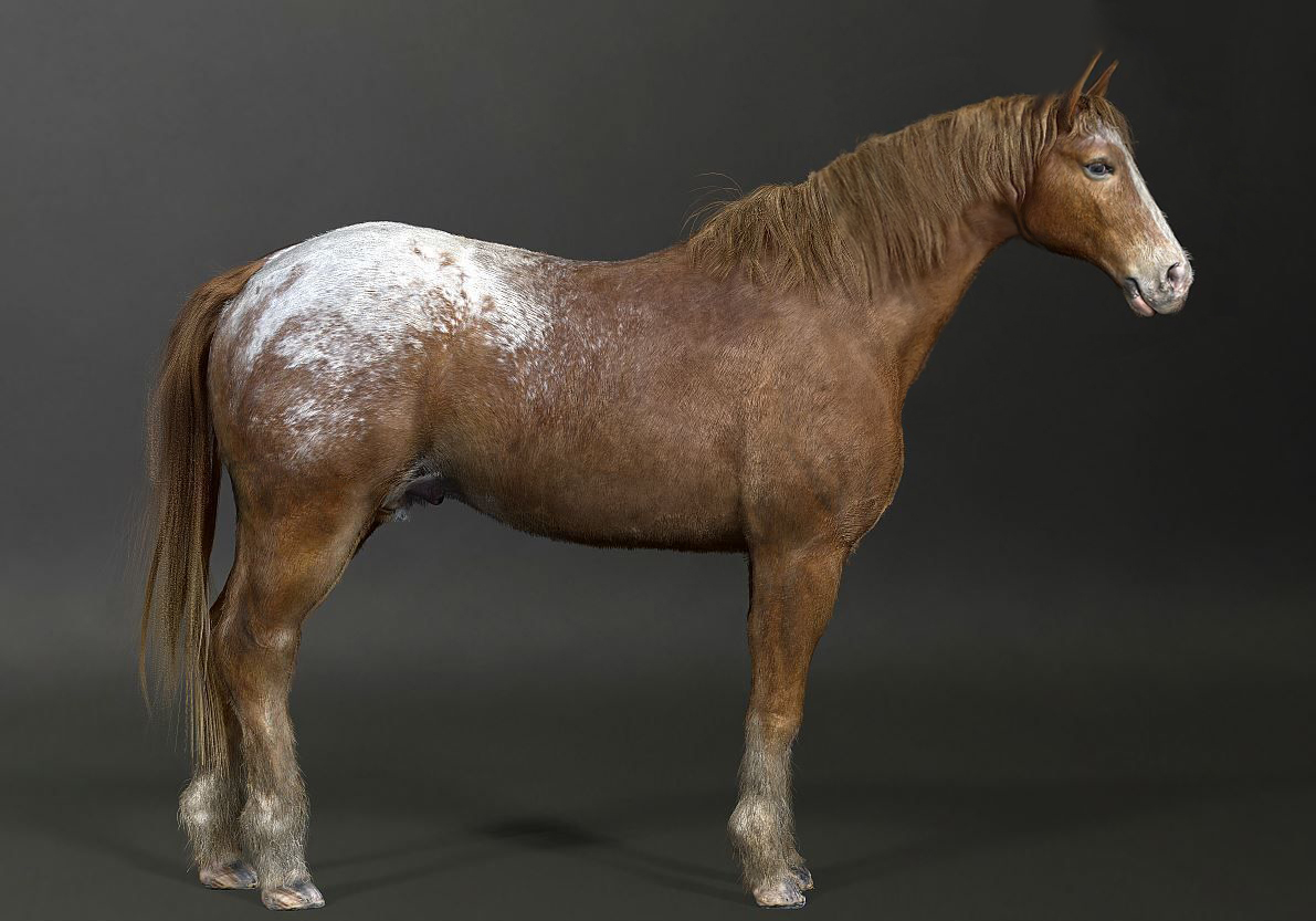 horse01-wip001.jpg