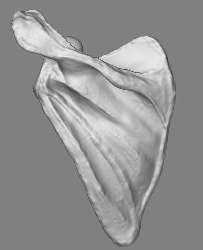 ScapulaMidSmoothed_01.jpg