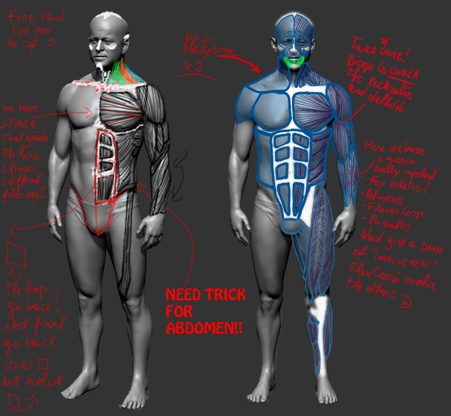 esercizio anatomica 1.png