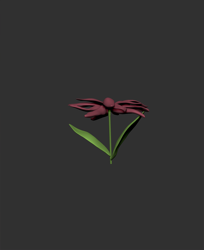 flower-echinacea4sm