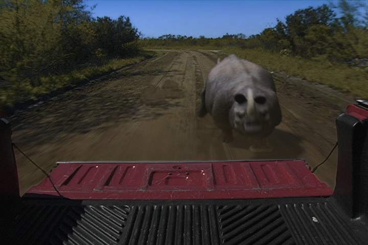 rhino_02.jpg