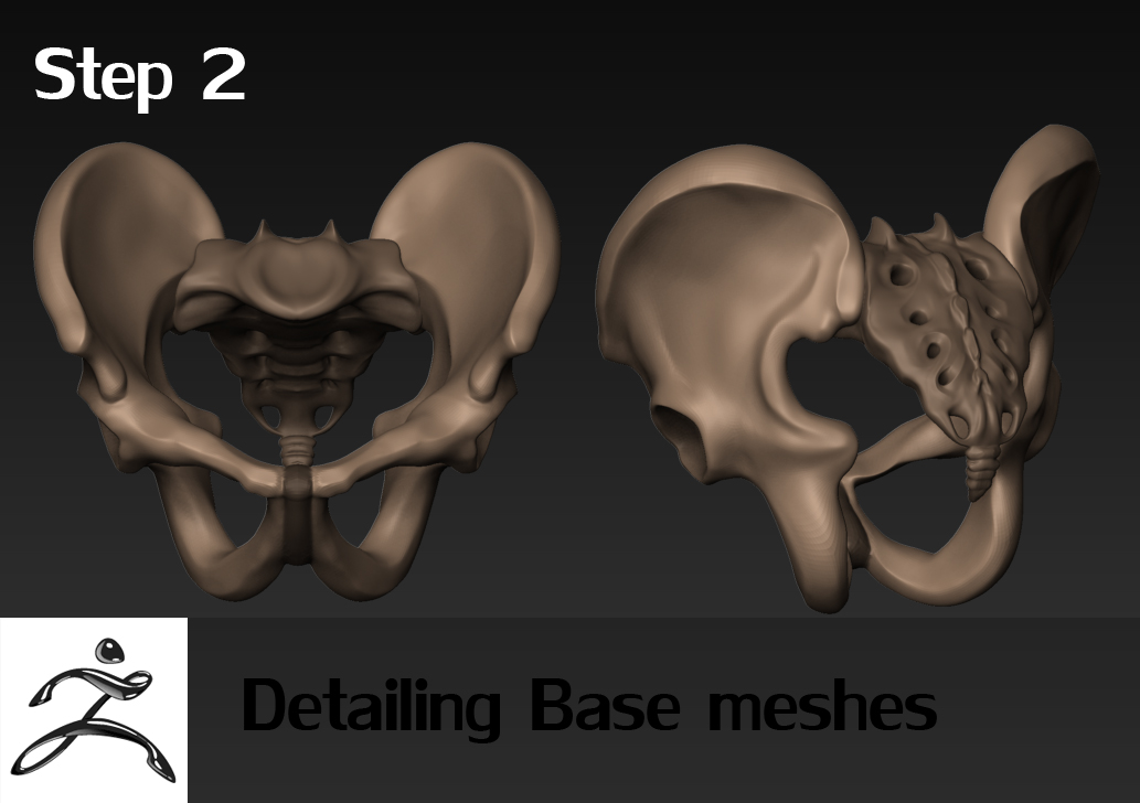 step2pelvis_sacrum.jpg