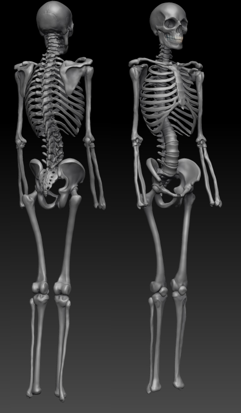 skeletonnohandsandfeet.jpg