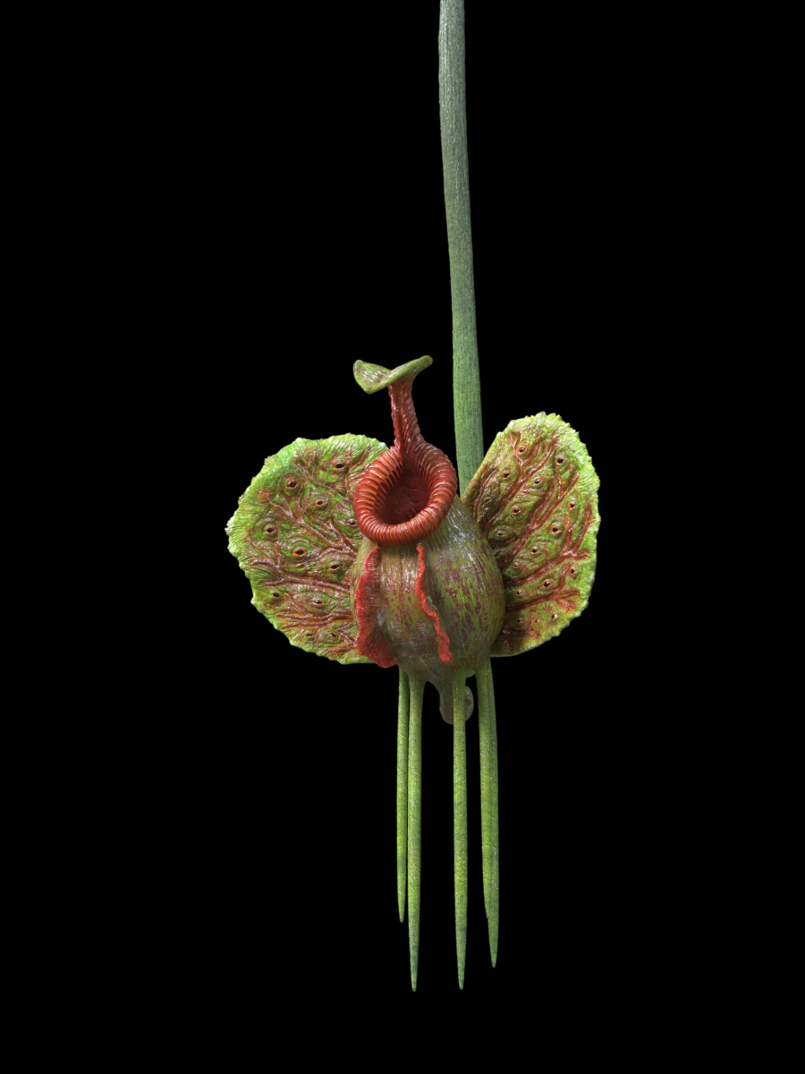 plant3.JPG
