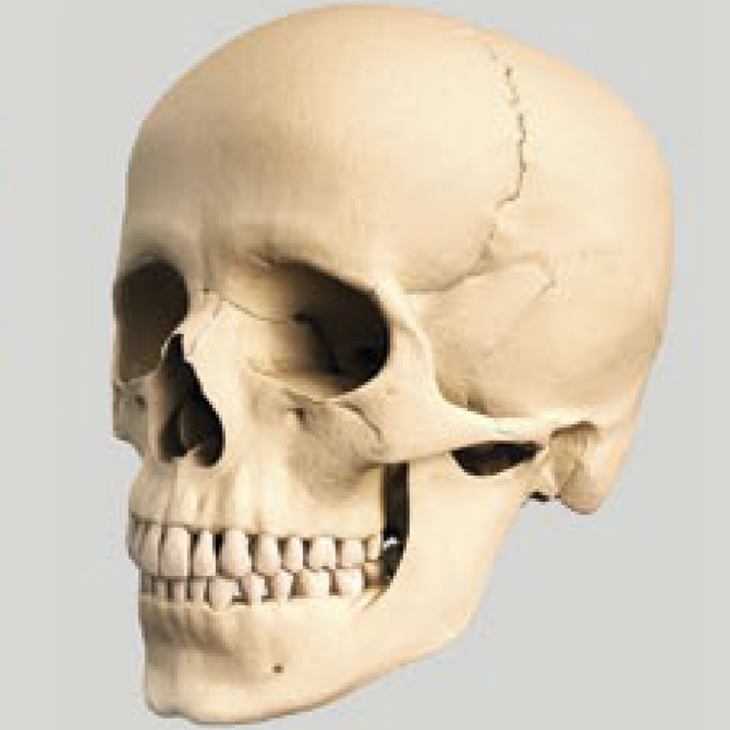 Ref_Skull_Persp.jpg