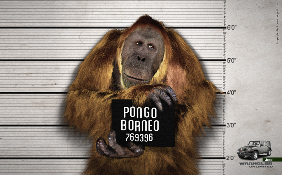 pongo_01.jpg