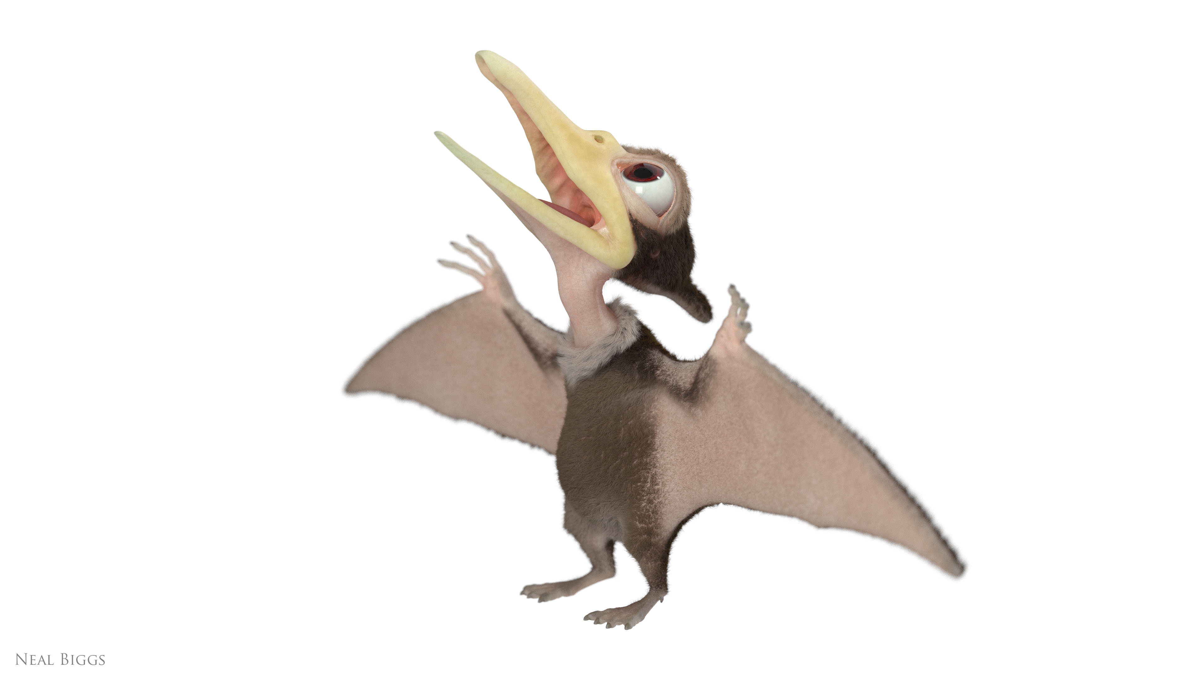Petrie01d.jpg