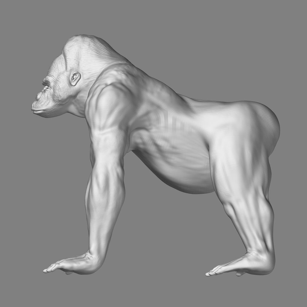 goriman_side_left.jpg
