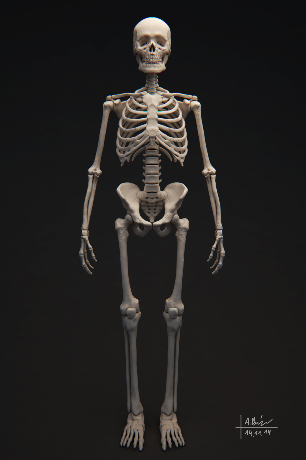 Skelett1.jpg