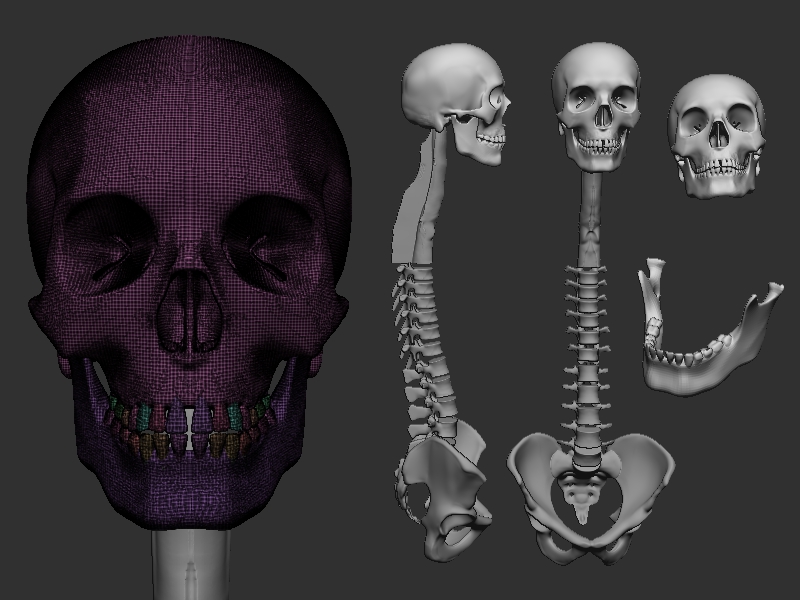 ZBrush Document-skel-multiple views.jpg