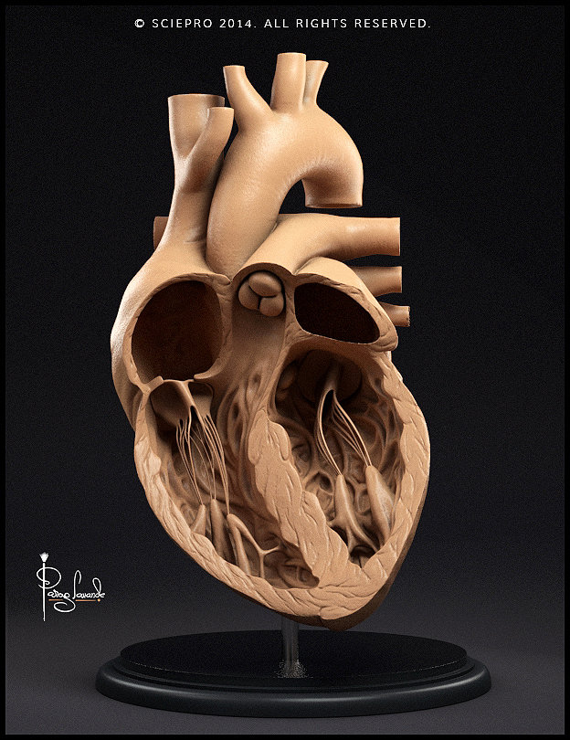 creating a human heart in zbrush