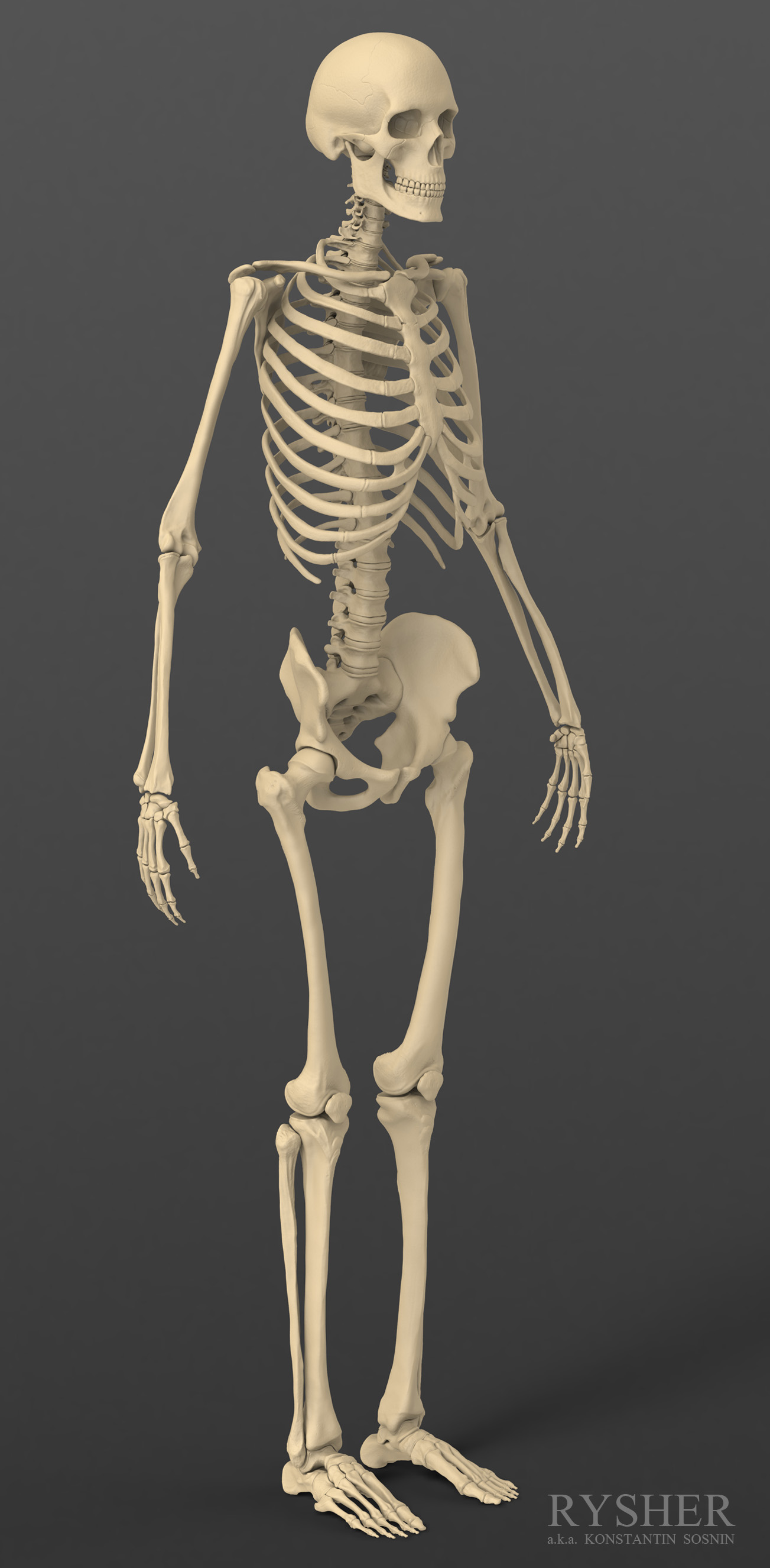 zbrush skeleton