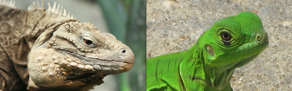 Iguanas.jpg