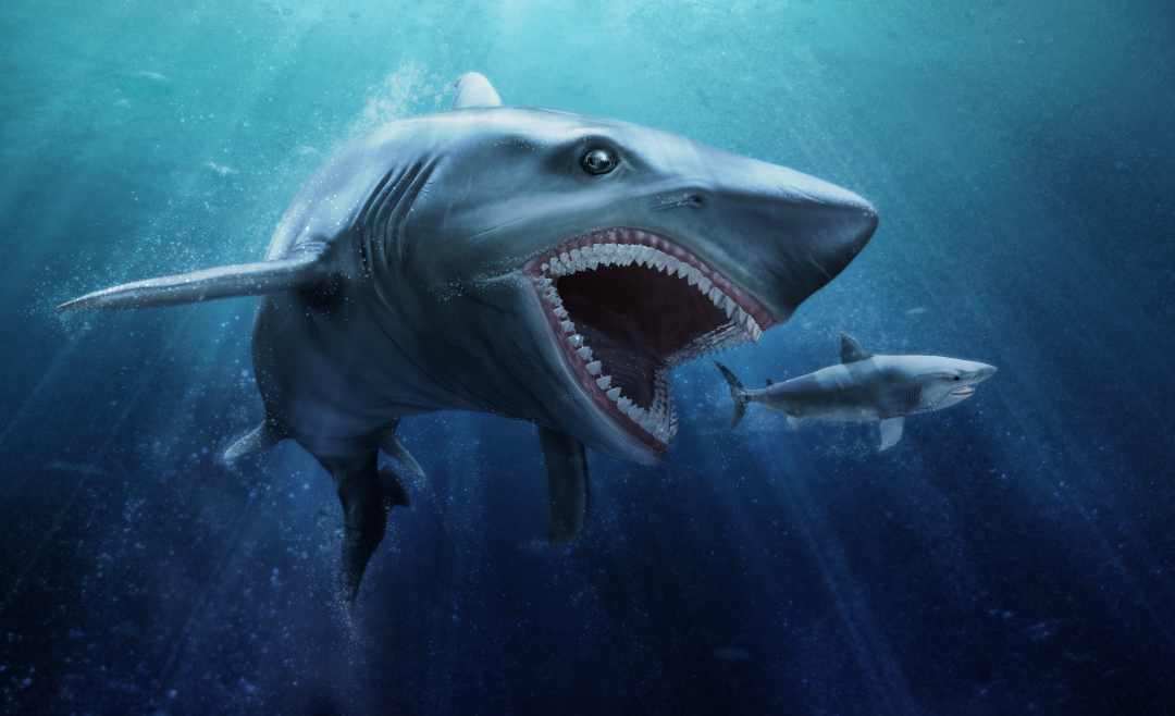 megalodon_nkm_001