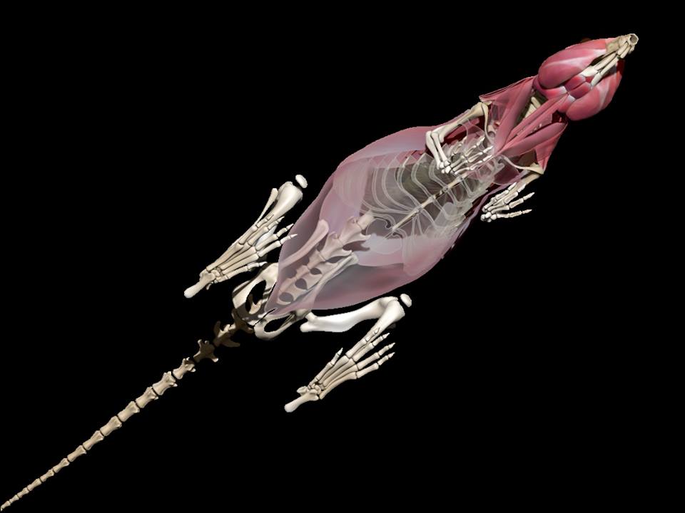 601989_568560839873221_1445479626_n.jpg