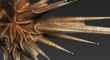 spineStar2db-mini.jpg