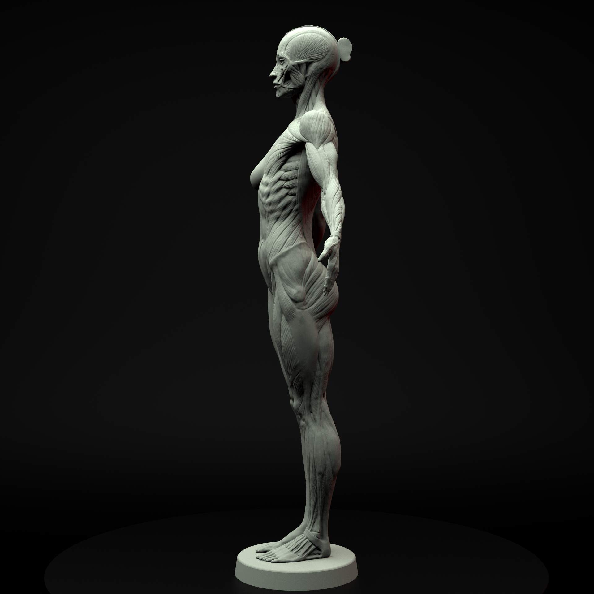 estudio wip.38