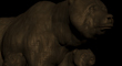 GRIZZLY BEAR 14.jpg