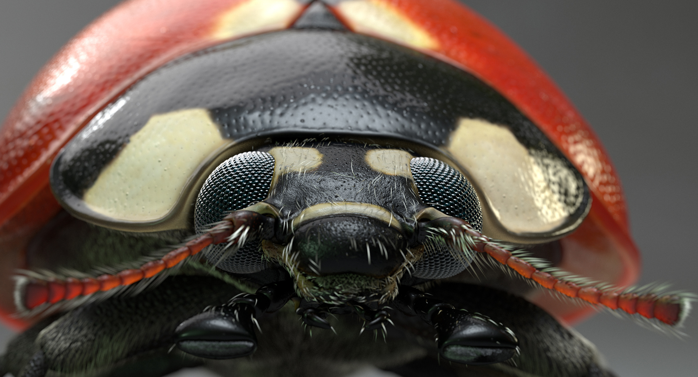 LadybugV02_imagesTS_00009.jpg