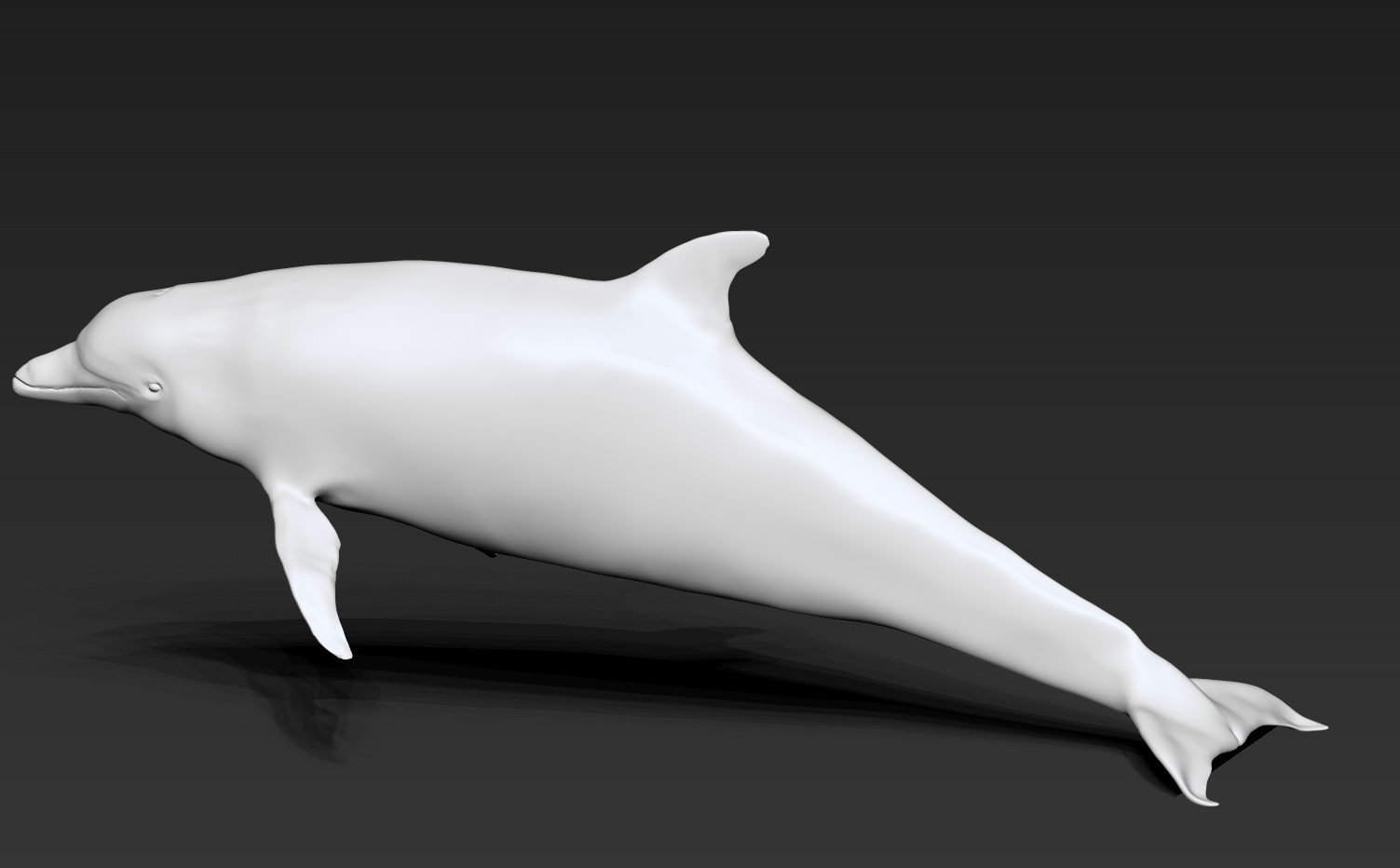 dolphin7.jpg