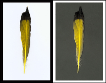 wingwitt%20104%20Oriole%20feather%20on%20black%20&%20white.jpg