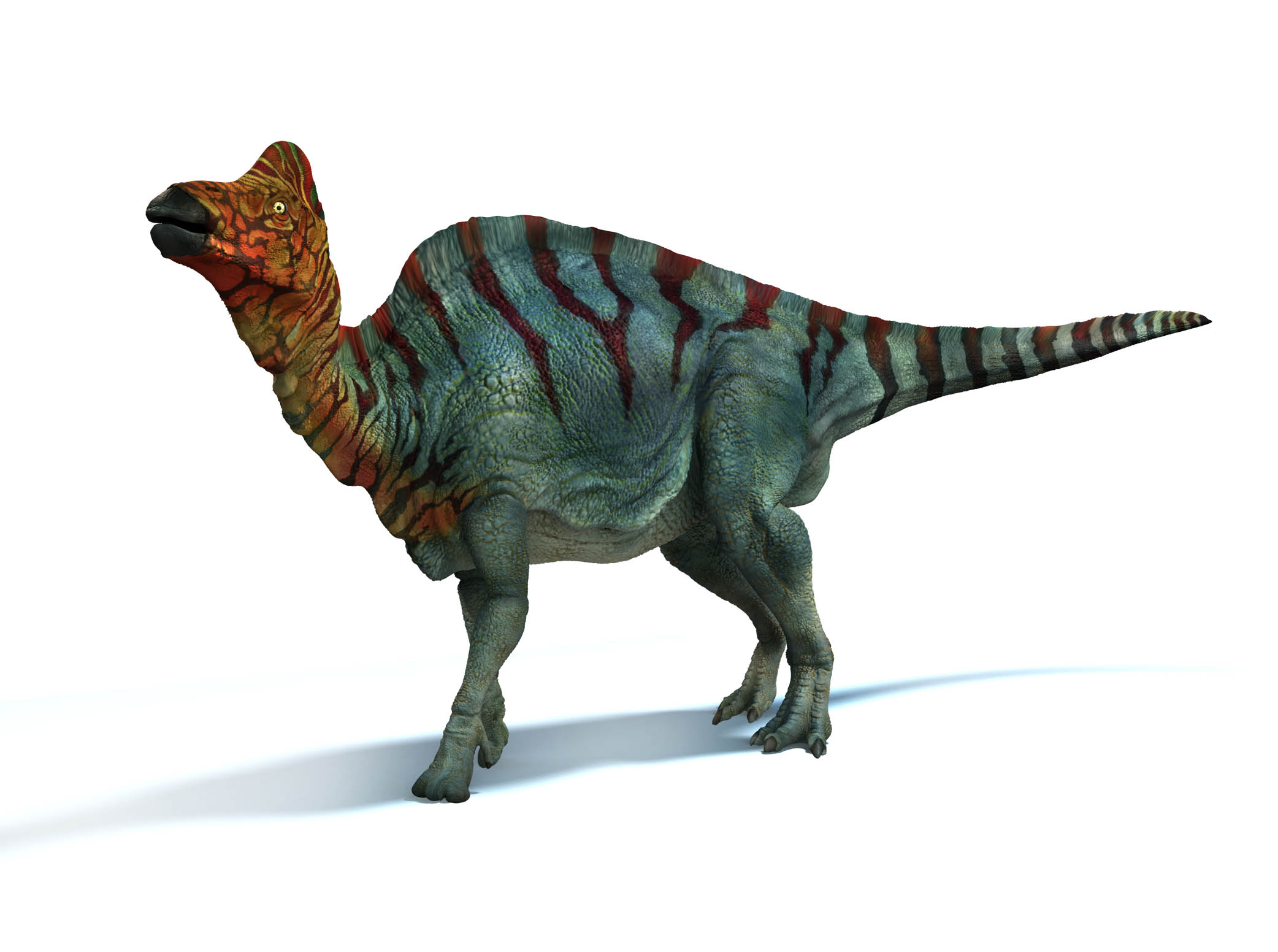 Corythosaurus_HiRes_white_bg copy.jpg