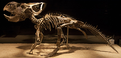 Protoceratops_mount2.jpg