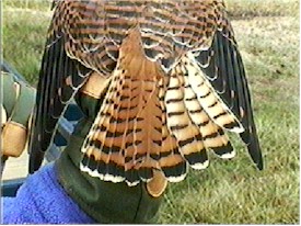 kestrel_9.jpg