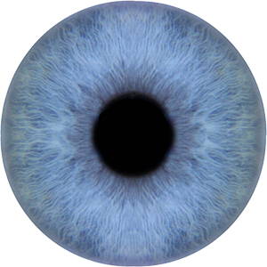 blue iris done.jpg