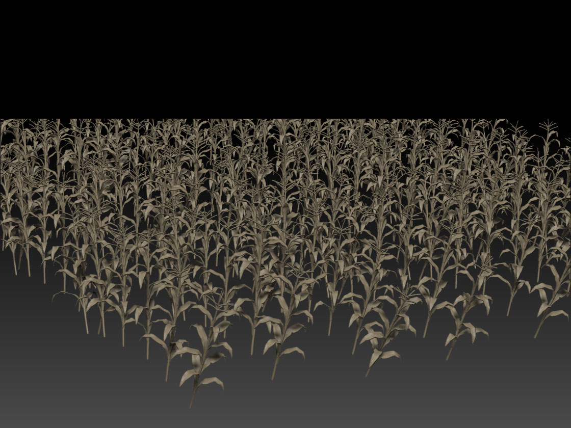 Cornstalks.jpg