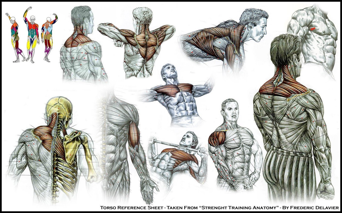 1600-The-Human-Torso.jpg