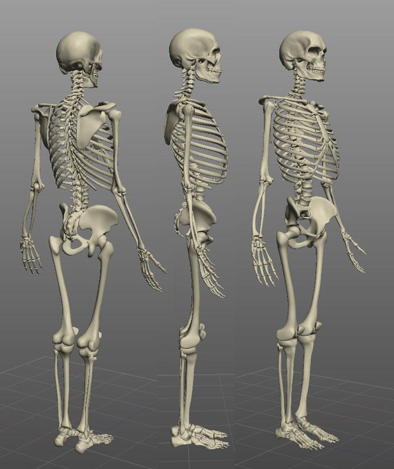 Skeleton_008.jpg