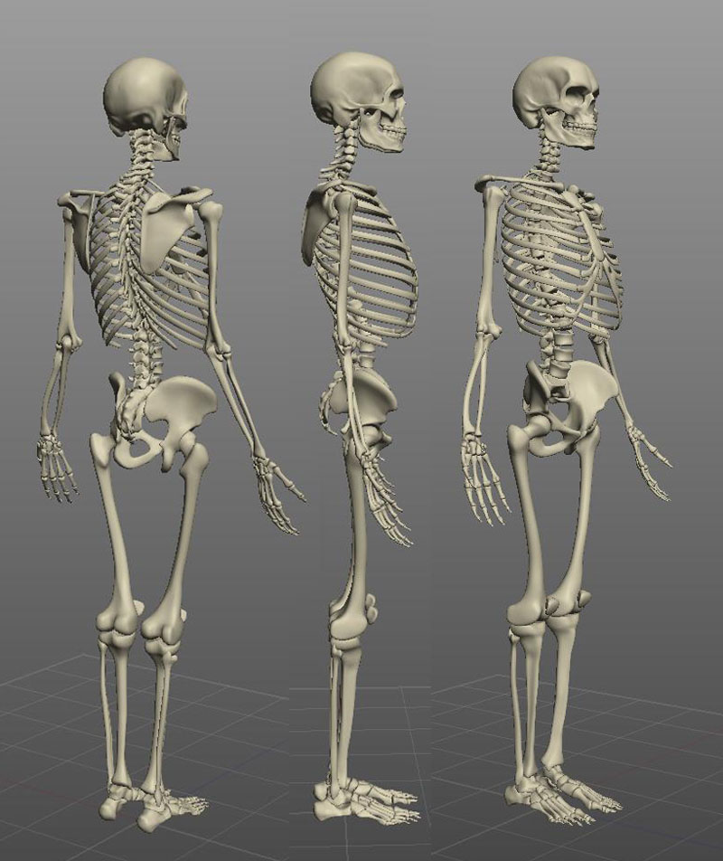 zbrush skeleton