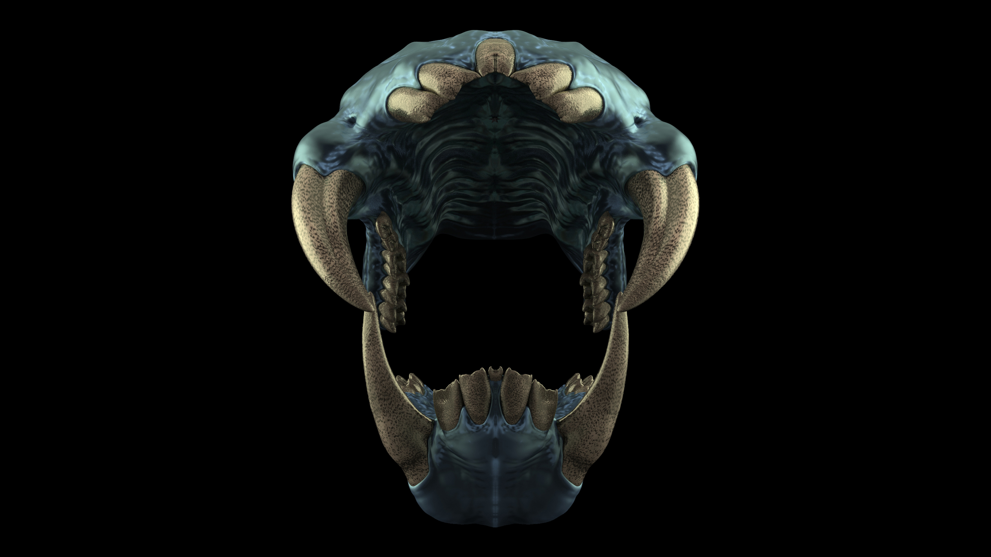 Teeth_Kits_Master_Views_Mandrill_15.jpg