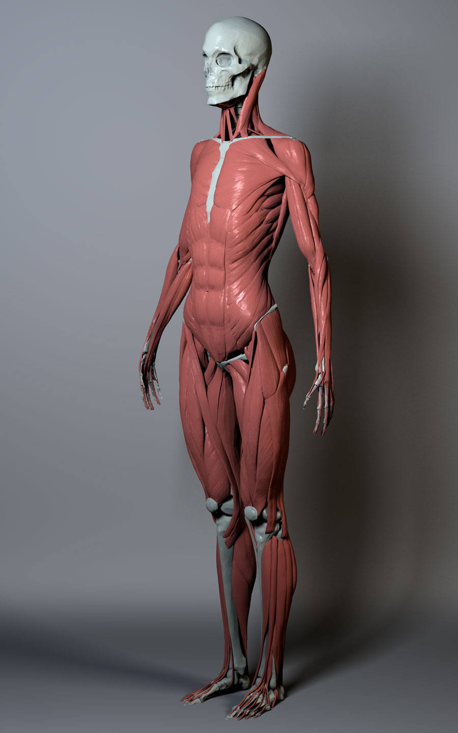 ecorche-060311-120focal.2.jpg