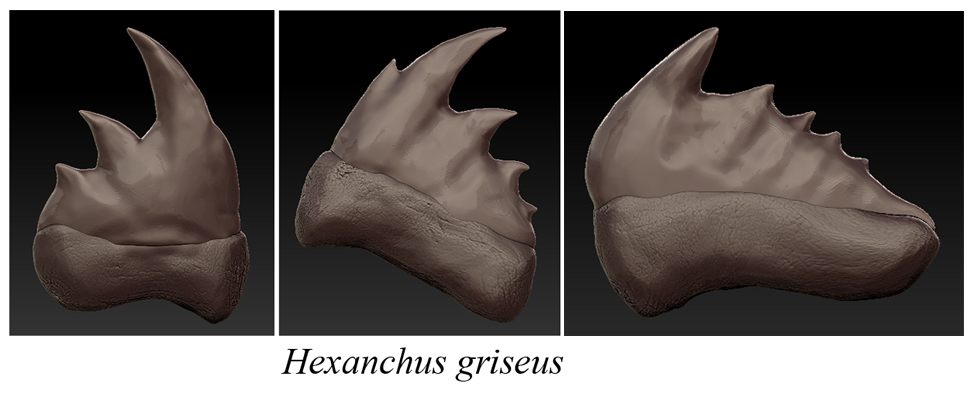 Hexanchus griseussml.jpg