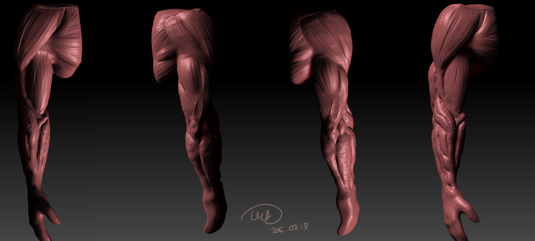 anatomyarm.jpg