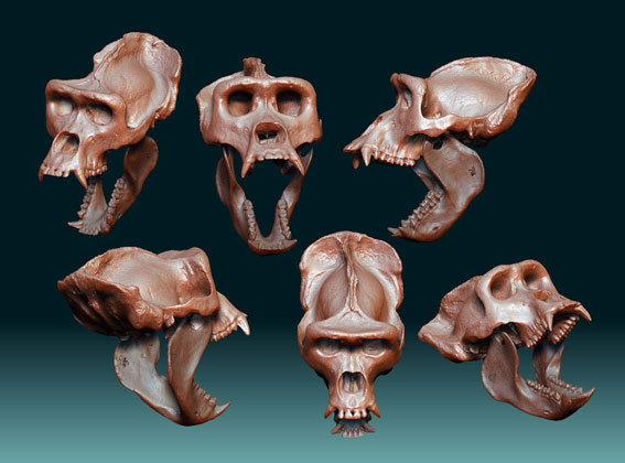gor-skull-zbrush.jpg