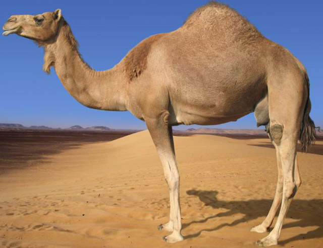 camel.jpg