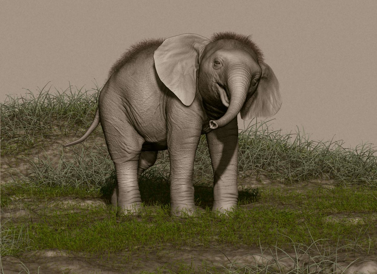 elephant_02.JPG