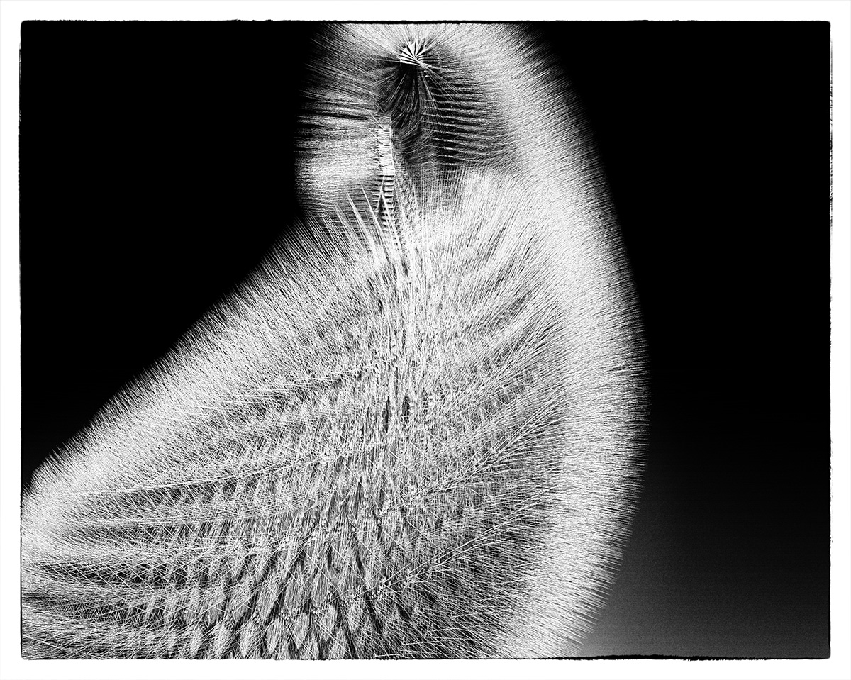 softShape.jpg
