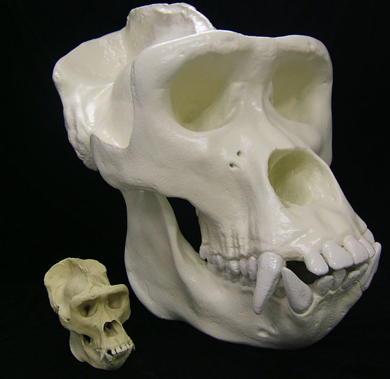 gorilla-1.jpg