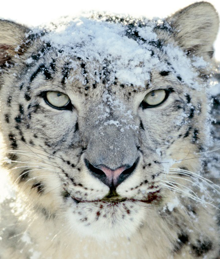 snowleopard.jpg