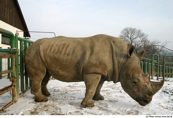 Rhino_Reference_01.jpg