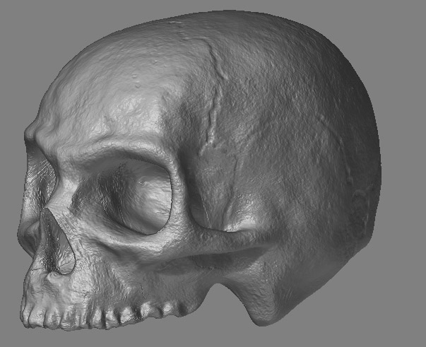 skull_wip4.jpg