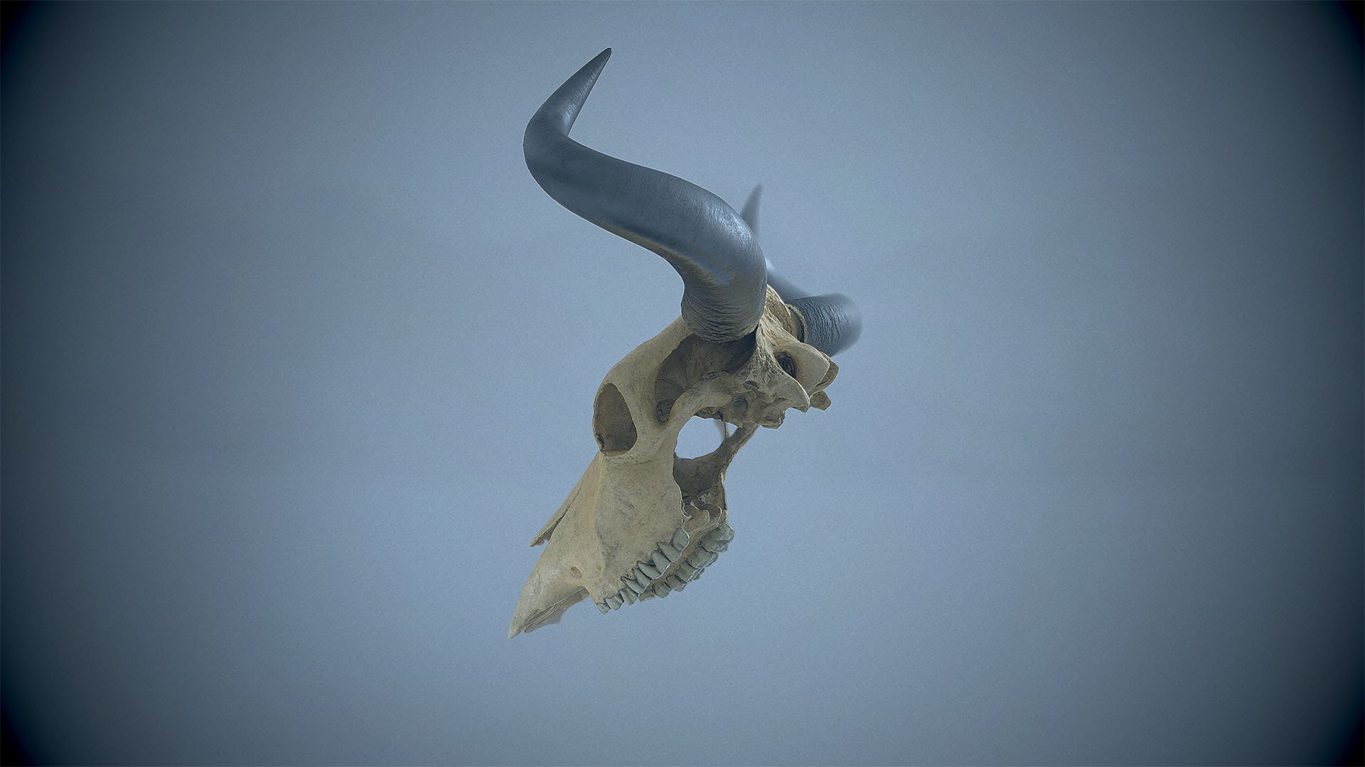 cow_skull_cold_fog_SMALL.jpg