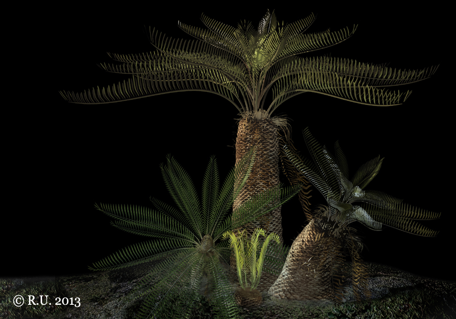 cycad models.jpg