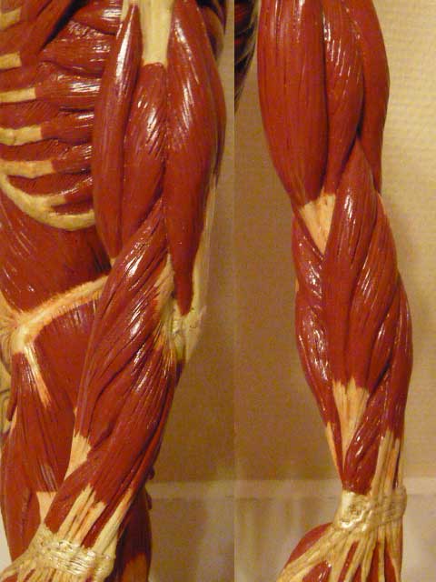 Cemond_Anatomy_001o.jpg