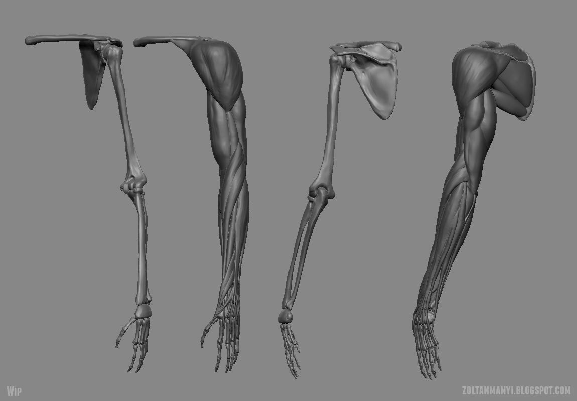 armstudy_wip.jpg
