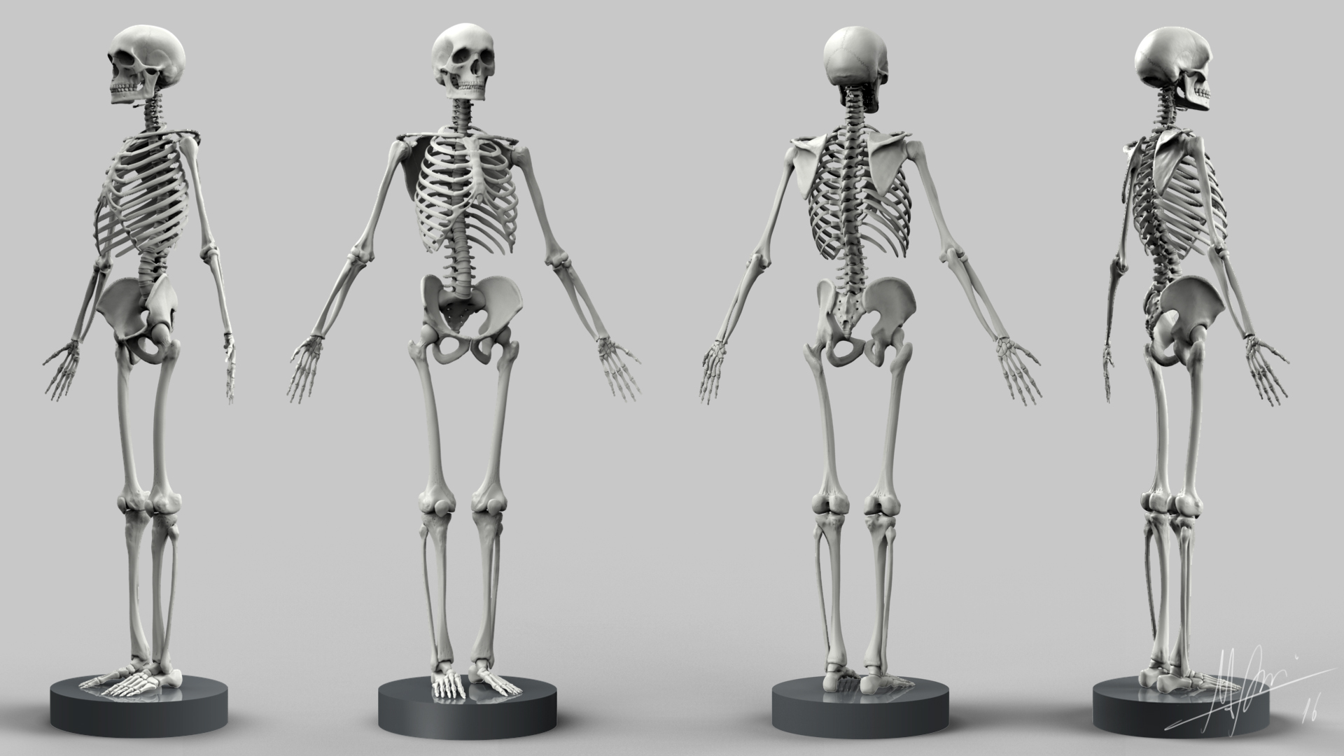 Поверхность скелета. Скелет для скульптора. Скелет анатомия. Анатомия для скульпторов скелет.